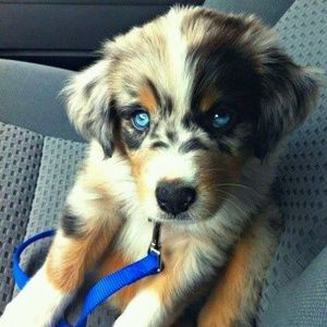 Meet your Posher, Riley